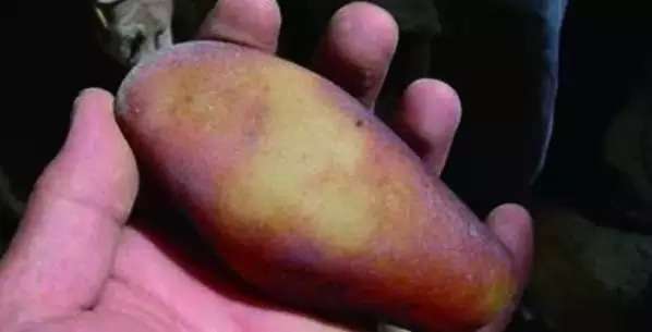 漲知識(shí)，玉也能騙人！照玉手電筒照出真相